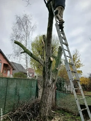 Transport moloz.Debarasari ,Defrișari Toaletari pomi