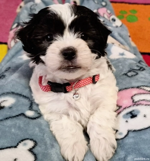 Shih tzu 3 luni  - imagine 2