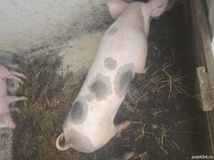 Vand Purcei  - imagine 2