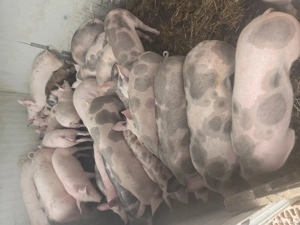 Vand Purcei  - imagine 3