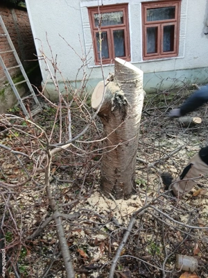 Transport moloz.Debarasari ,Defrișari Toaletari pomi - imagine 3