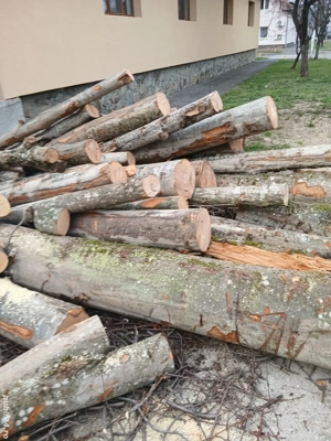 Transport moloz.Debarasari ,Defrișari Toaletari pomi - imagine 4