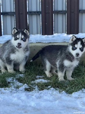 Pui căței husky siberian  - imagine 4