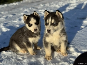Pui căței husky siberian  - imagine 3