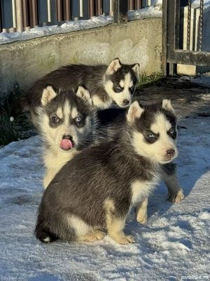 Pui căței husky  - imagine 4