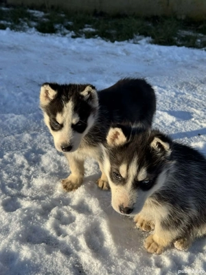 Pui căței husky  - imagine 5