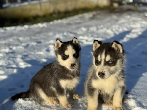 Pui căței husky siberian  - imagine 2