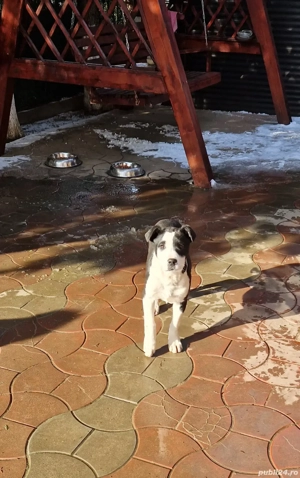 De vanzare Cățelușă metis ( corcitură)