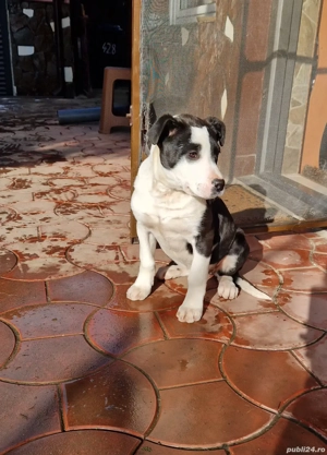 De vanzare Cățelușă metis ( corcitură) - imagine 4