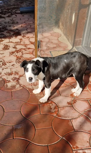 De vanzare Cățelușă metis ( corcitură) - imagine 5