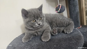 British-sorthair  - imagine 2