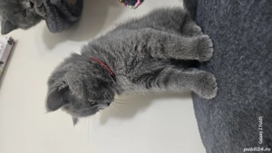 British-sorthair  - imagine 3