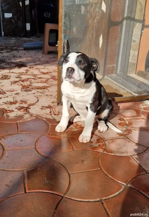 De vanzare Cățelușă metis ( corcitură) - imagine 2