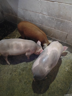 Vând 3 scrofite de 3,5 luni - imagine 2