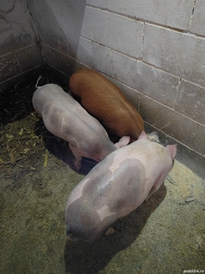 Vând 3 scrofite de 3,5 luni - imagine 3