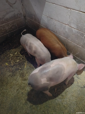 Vând 3 scrofite de 3,5 luni - imagine 4