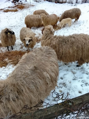 Schimb cu vaca sau cu viteii - imagine 2