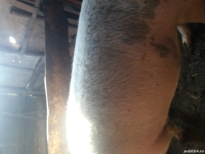 Vand porci 60 80 kg si scroafa gestanta - imagine 5