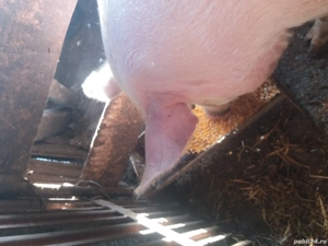 Vand porci 60 80kg si scroafa gestanta - imagine 5