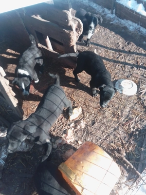  cățeluși spre donație 