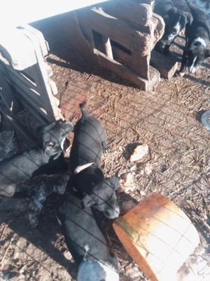  cățeluși spre donație  - imagine 2