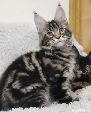 Maine coon puiuti superbi - imagine 2