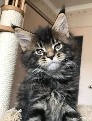Maine coon puiuti superbi - imagine 3