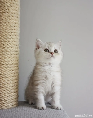 Pui British Shorthair- par lung & par scurt- Felisa Autorizată  - imagine 3