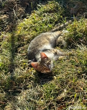 Donez un motan si o pisica  - imagine 2