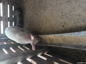 Vănzare porci - imagine 2