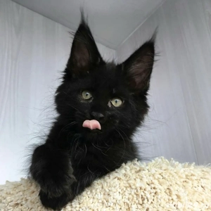 Maine coon pui vaccinati 