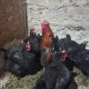 Gaini Marans