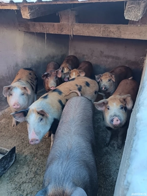 Porci duroc de vânzare