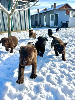 Labradori retriever negri și ciocolatii