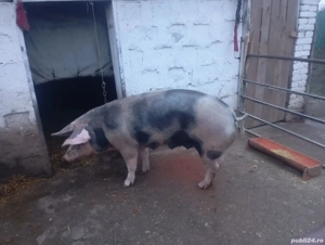 Purcica de vânzare pret 14 kg 