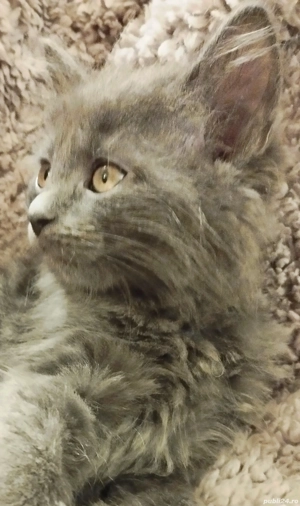 Ultimii doi fratiori irezistibili Scottish blue longhair isi asteapta Omul - imagine 2