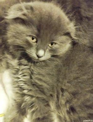 Ultimii doi fratiori irezistibili Scottish blue longhair isi asteapta Omul - imagine 3