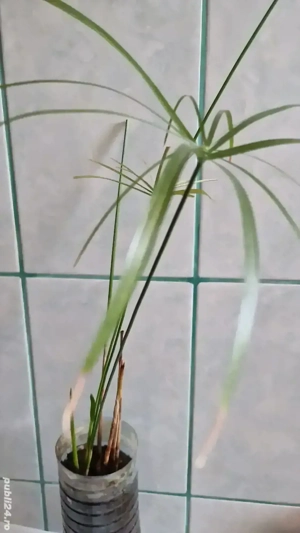 plante pentru apartament pret mic 