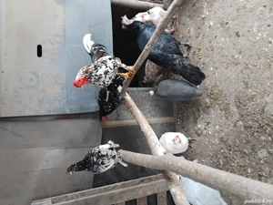 Gainusi de munte  - imagine 2