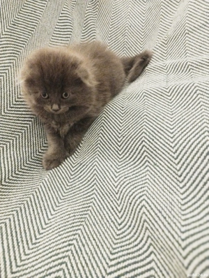 Ultimii doi fratiori irezistibili Scottish blue longhair isi asteapta Omul - imagine 4