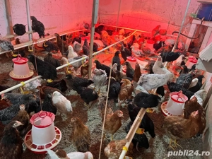 pui varsta 4 luni - imagine 4