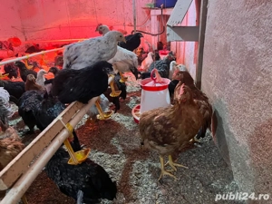 pui varsta 4 luni - imagine 3