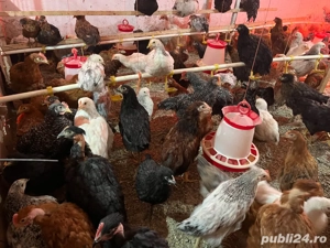 pui varsta 4 luni - imagine 2