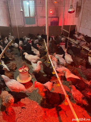 pui varsta 4 luni - imagine 5