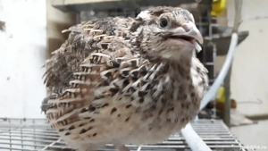 Vând pui prepeliță  - imagine 2