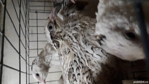 Vând pui prepeliță  - imagine 3