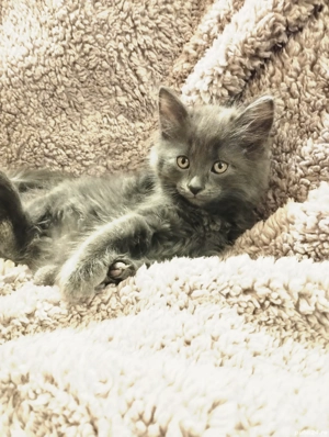 Ultimii doi fratiori irezistibili Scottish blue longhair isi asteapta Omul - imagine 5