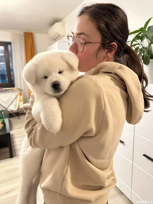 Cățel Akita Inu japanese   foarte inteligent, dresat, vaccinat complet