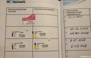 Cățel Akita Inu japanese   foarte inteligent, dresat, vaccinat complet - imagine 2