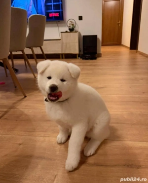 Cățel Akita Inu japanese   foarte inteligent, dresat, vaccinat complet - imagine 5